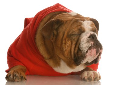 İngilizce Bulldog