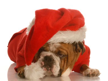 İngilizce Bulldog