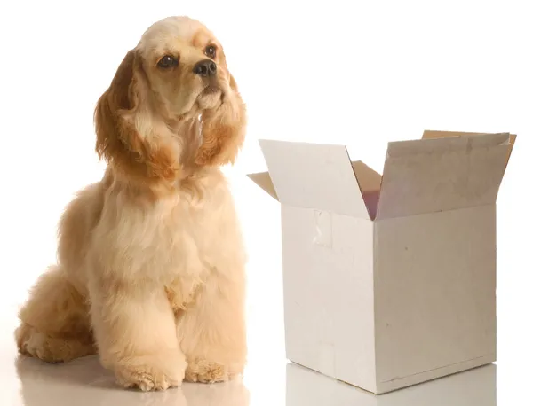 American cocker spaniel — Stock Photo, Image