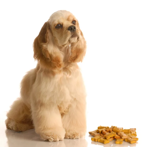 Amerikaanse cocker spaniel — Stockfoto