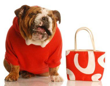 İngilizce Bulldog