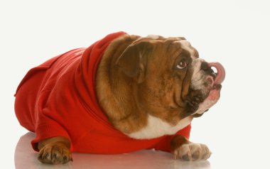 İngilizce Bulldog