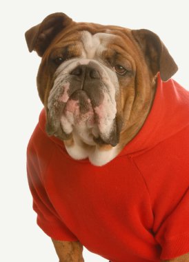 İngilizce Bulldog