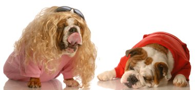 İngilizce bulldogs