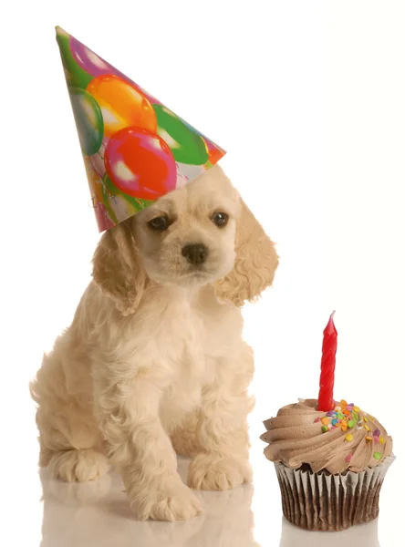 American cocker spaniel puppy — Stock Photo, Image