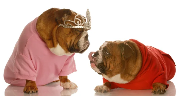 English bulldogs Stock Photo