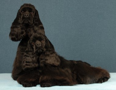 Amerikan cocker Spaniel
