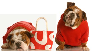 İngilizce buldogs