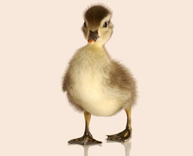 Bebek yeşilbaş ördek