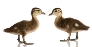 İki bebek yeşilbaş ördekler bakarak ayakta birbirimize