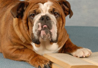bir romanın sayfaları üzerinde İngilizce bulldog direttiğini