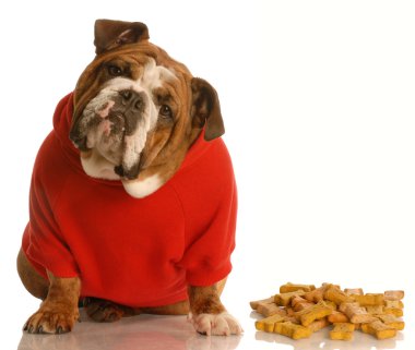 İngilizce bulldog hoş ifade ile