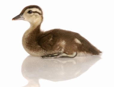 oturan bebek yeşilbaş ördek