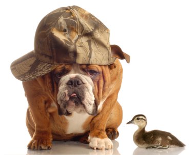İngilizce bulldog yavru yeşilbaş ördek oturan avcılık şapka ile