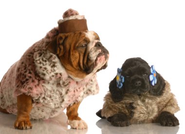 İngilizce bulldog ve cocker spaniel köpek kürk ceket giyinmiş