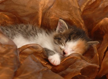 Alaca kedi üç haftalık uyku yetim