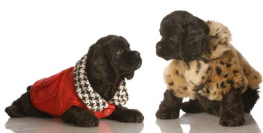 two american cocker spaniel puppies dressed up in winter coats clipart