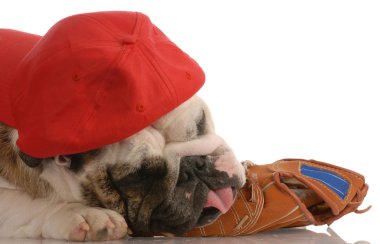 İngilizce bulldog şapka ve beyzbol eldiveni üzerinde dinlenme