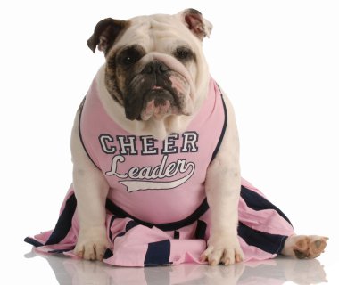 İngilizce bulldog amigo kız gibi giyinmiş