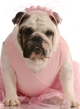 İngilizce bulldog giymiş pembe tutu