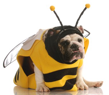 Beyaz arka planda arı gibi giyinmiş İngiliz bulldog.