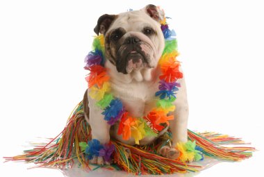 hula dansçı olarak İngilizce bulldog giyinmiş