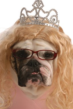komik İngilizce bulldog çirkin Prenses gibi giyinmiş