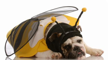 Beyaz arka planda arı gibi giyinmiş İngiliz bulldog.