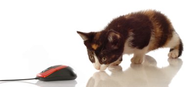 bir bilgisayar fare takip alaca yavru kedi