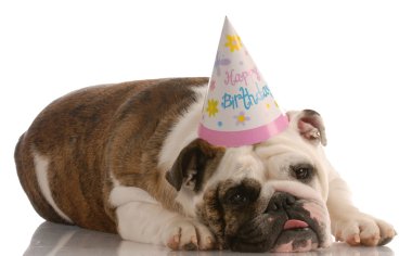 çok güzel İngilizce bulldog doğum günü şapkası
