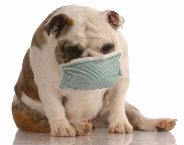 bulaşıcı ya da hasta köpek