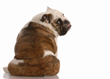 bulldog inglés sentado con la parte trasera