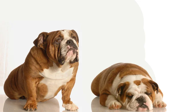 Englische Bulldoggen — Stockfoto