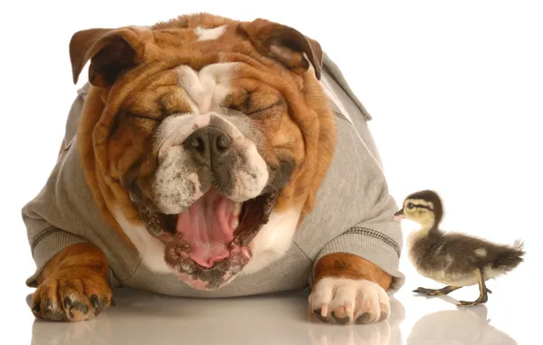 Inglês bulldog rindo de bebê pato mallard — Fotografia de Stock