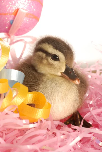 Mallard duck in an easter basket — Stock Photo, Image