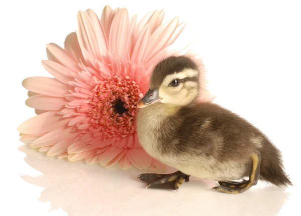 Μωρό mallard πάπια με Μαργαρίτα gerbera — Φωτογραφία Αρχείου