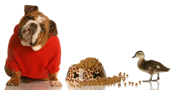 Perro con suéter rojo preguntándose por qué tiene que compartir su comida con un pato —  Fotos de Stock