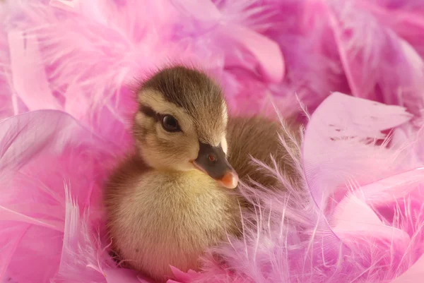 Bebê pato mallard cercar por pena rosa — Fotografia de Stock
