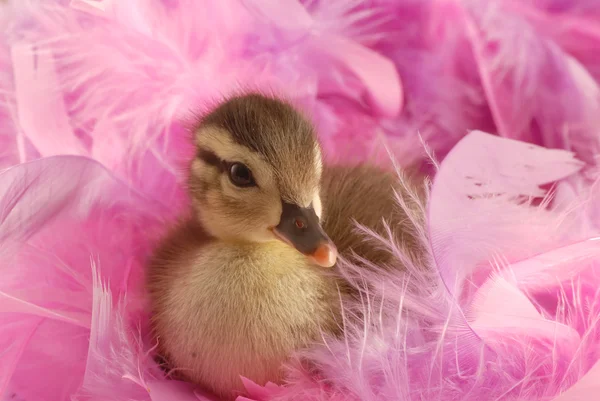 Bébé canard colvert surround par plume rose — Photo