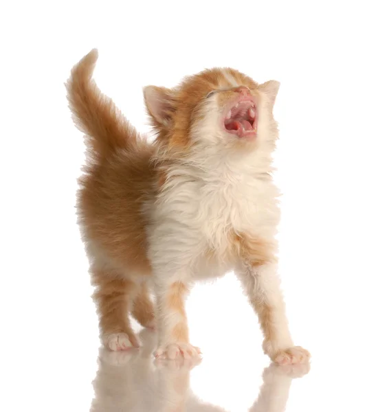 Kitten standing up meowing — Stock Photo, Image