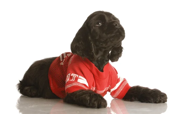 American cocker spaniel puppy wearing red football jersey — Stock Photo, Image