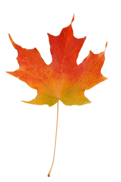 Colorful autumn maple leaf — Stock Photo, Image