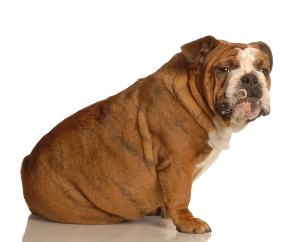 Bulldog inglese seduto con colpevole espressione cercando — Foto Stock