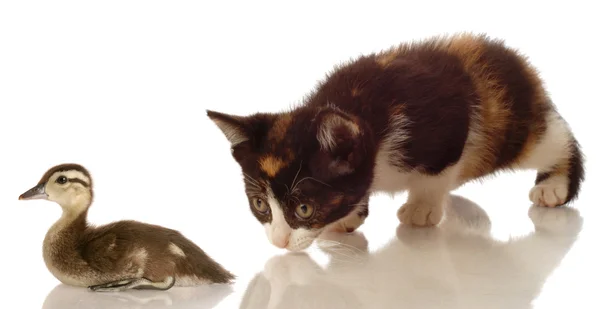 Calico kitten hunting a baby mallard duck — Stock Photo, Image