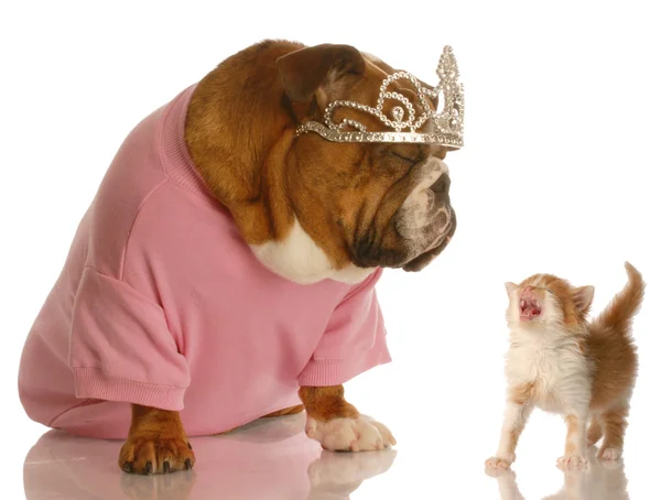 Bortskämda engelska bulldog med irriterad kattunge — Stockfoto