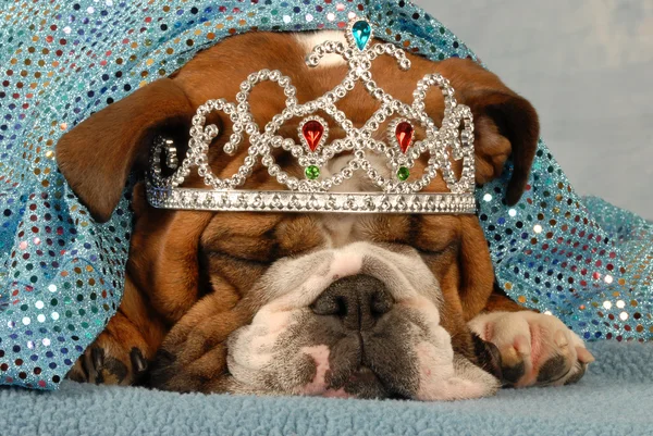 English bulldog wearing princess tiara peaking — Stock Photo, Image