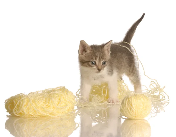 Six week old kitten playing with ball of yellow yarn — Stock Photo, Image