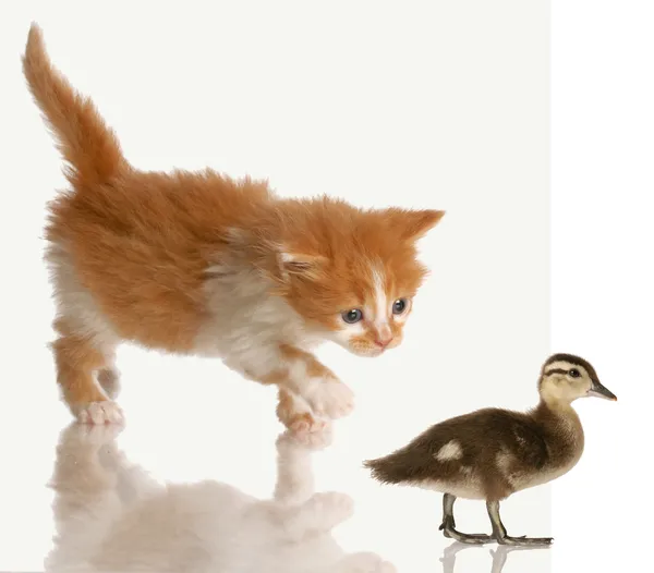 Kitten stalking or hunting a baby duck — Stock Photo, Image