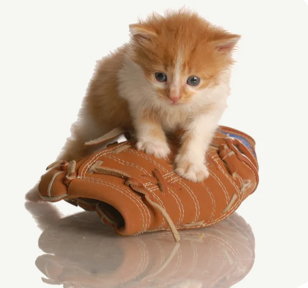 Seis semanas de idade gatinho de pé em uma luva de beisebol — Fotografia de Stock