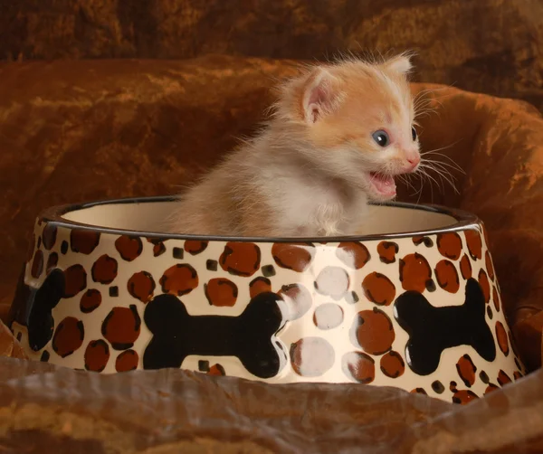 Evde beslenen hayvan yiyecek tabak içinde oturan kedi — Stok fotoğraf